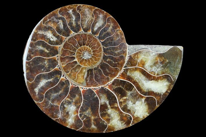 Agatized Ammonite Fossil (Half) - Madagascar #123272